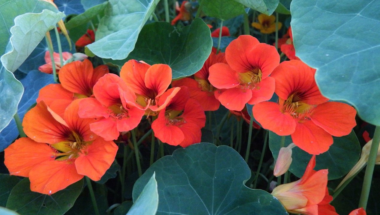 Ta roślina to ogrodowy superbohater. Odstrasza szkodniki, można ją jeść i ma lecznicze adekwatności