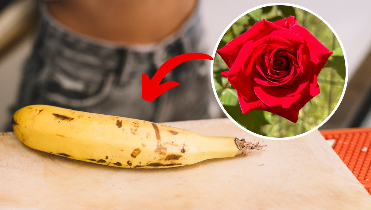 Metoda Cud Czy Ogrodniczy Mit Oto Prawda O Rozmnażaniu Róż W Bananie 1880