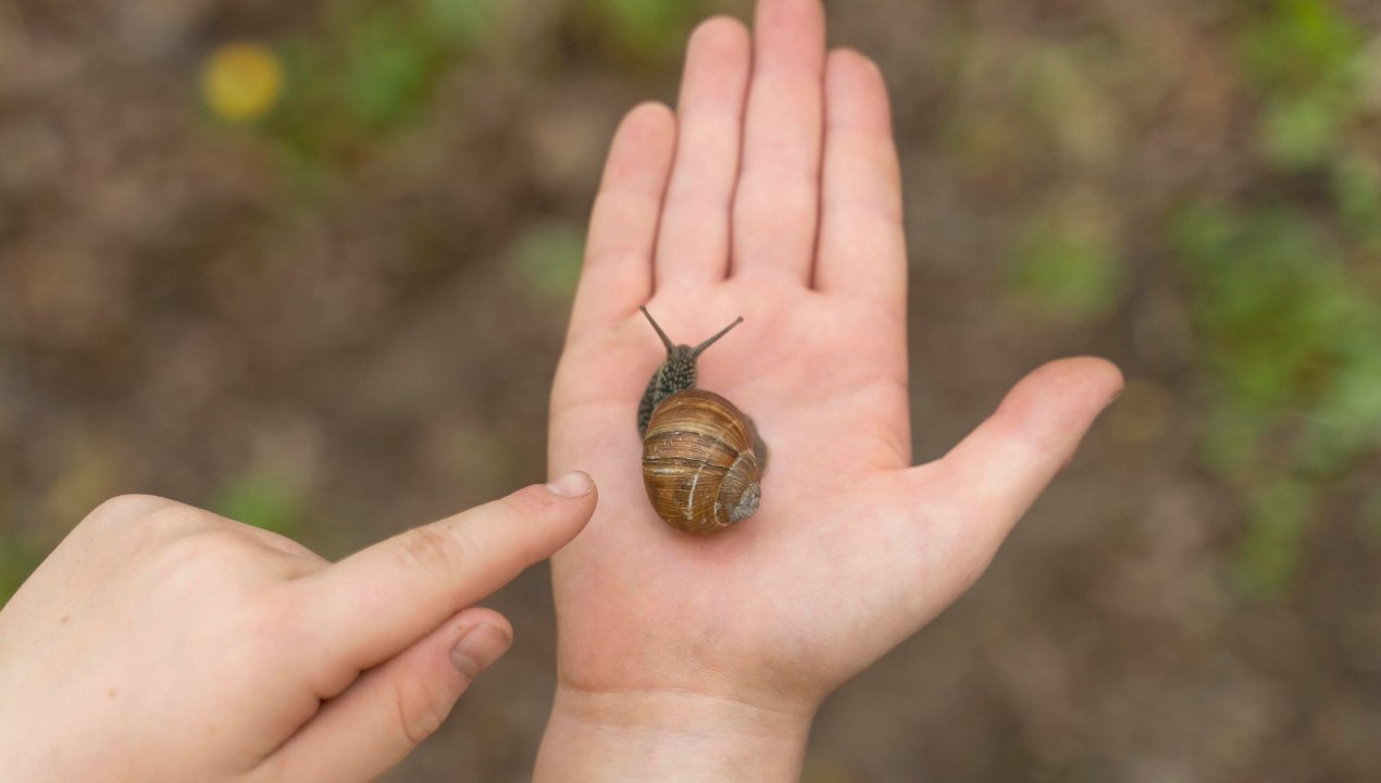 Kiedy masz dziecko, trutka na ślimaki w ogrodzie odpada. Oto bezpieczny sposób na szkodniki