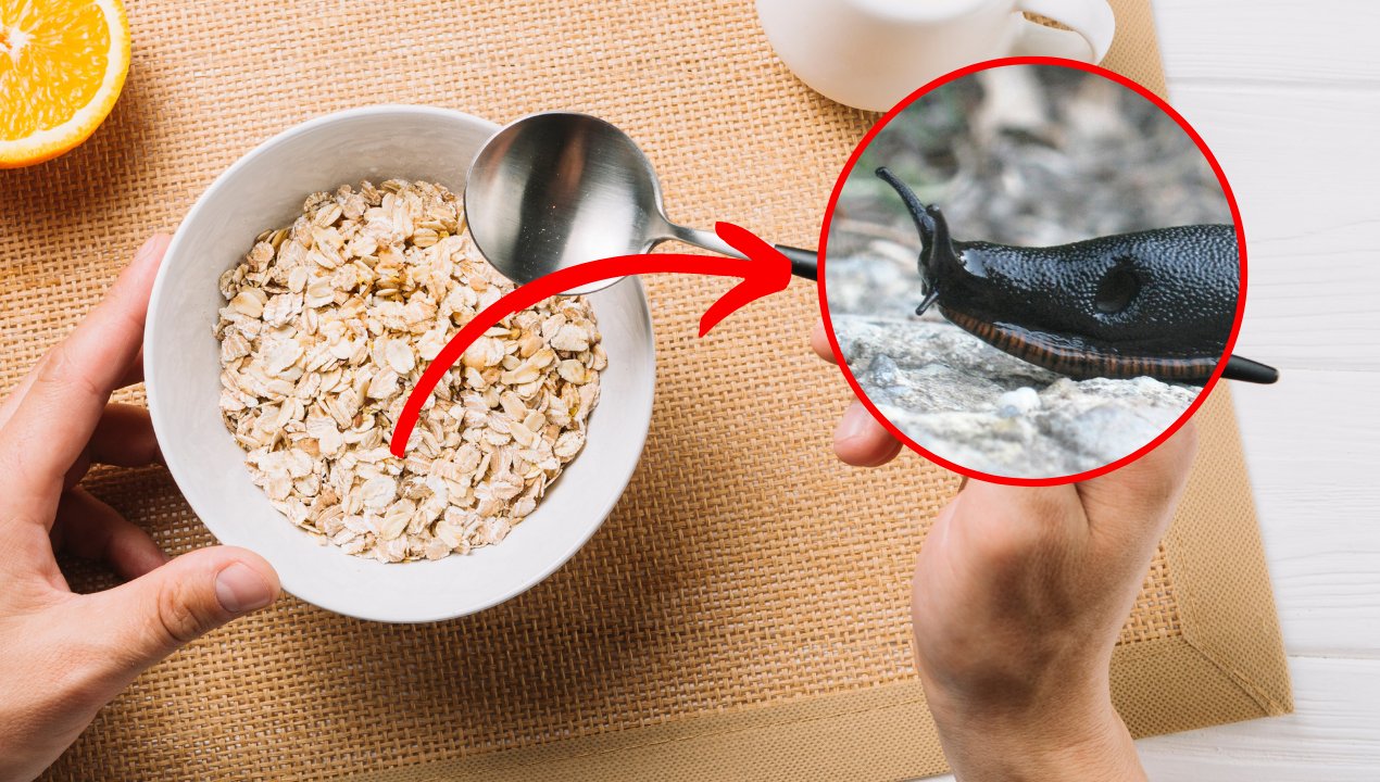 Podziel się śniadaniem ze ślimakami. gwałtownie pozbędziesz się ich z ogrodu