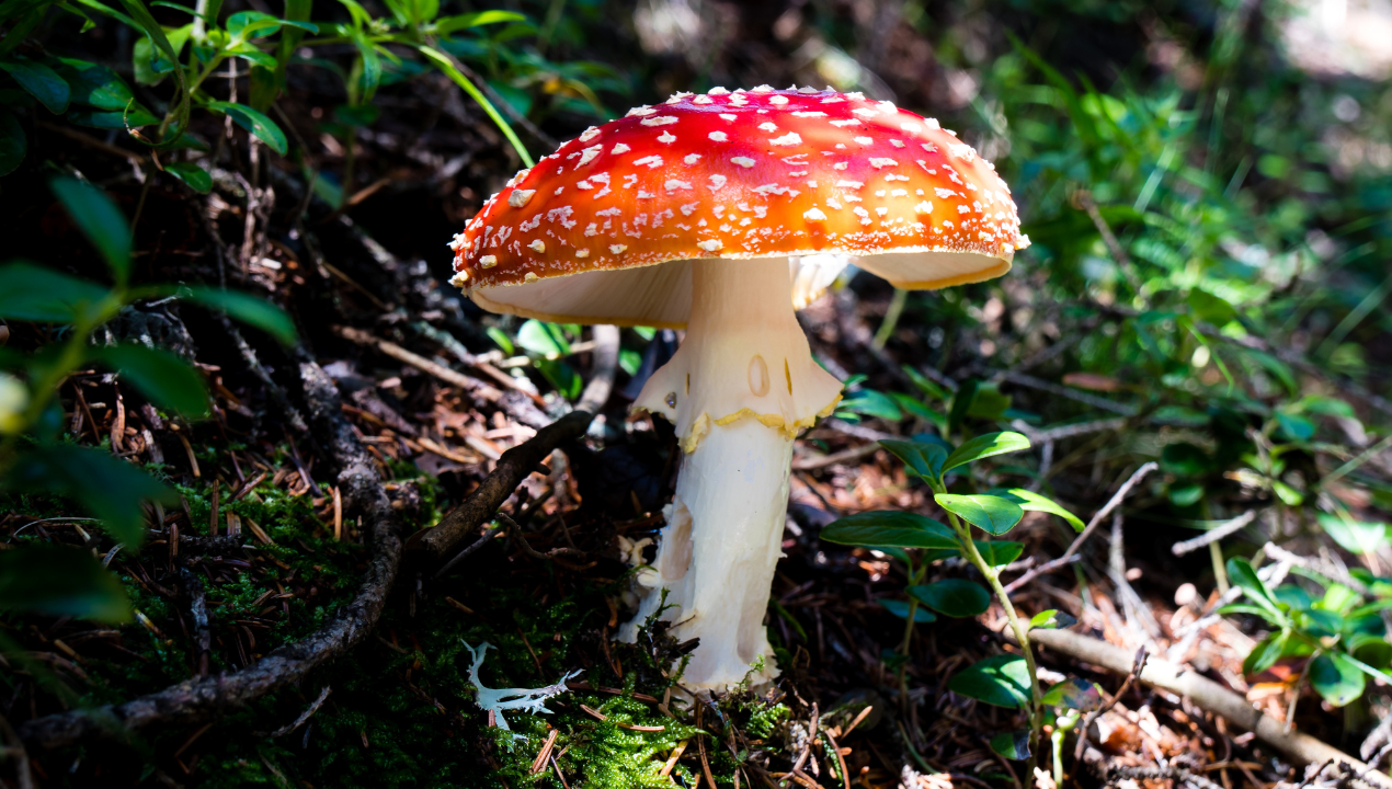 Nie słuchaj „szamanów” z sieci! Oto czym grozi jedzenie tych grzybów