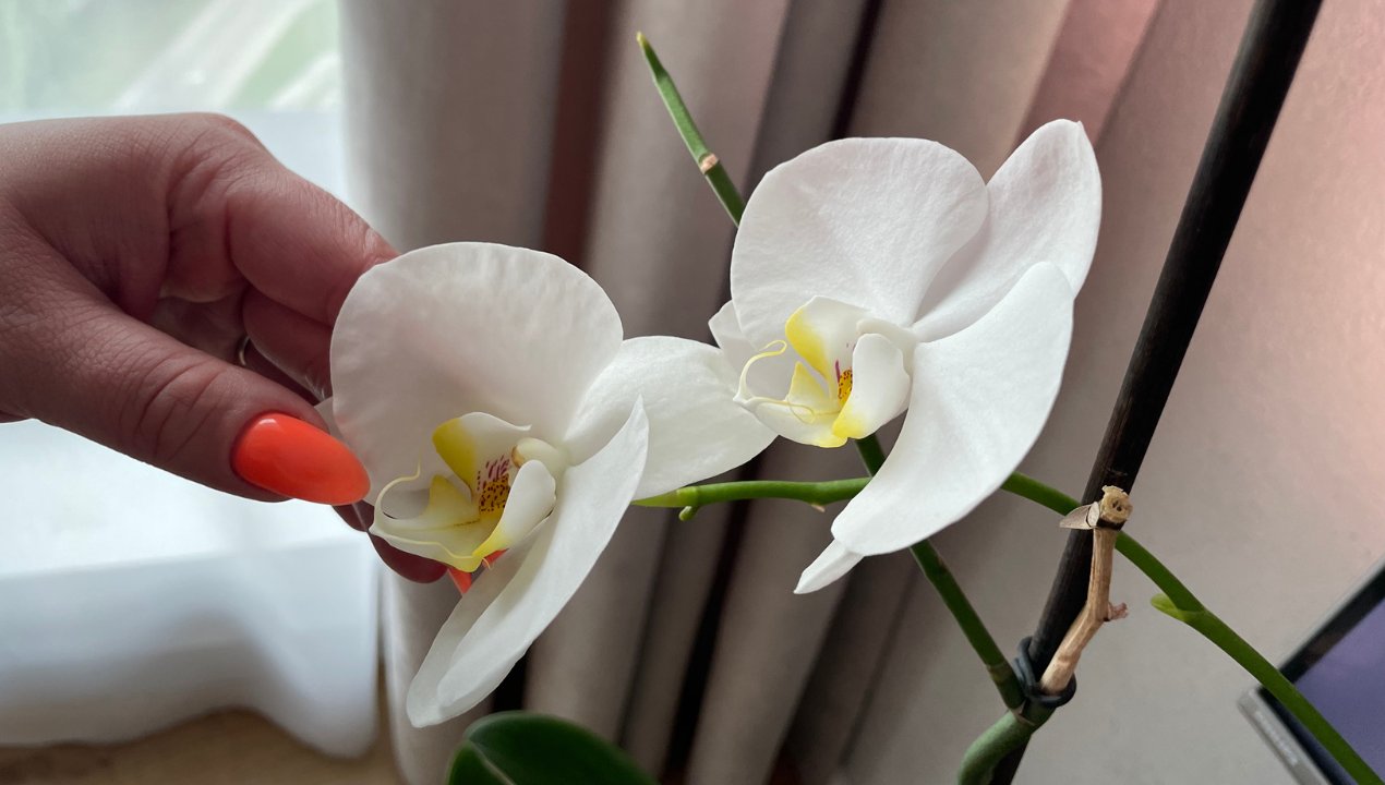 Dodaję kilka kropel i podlewam. Nie zdążę się obejrzeć, a storczyk już obsypany kwiatami