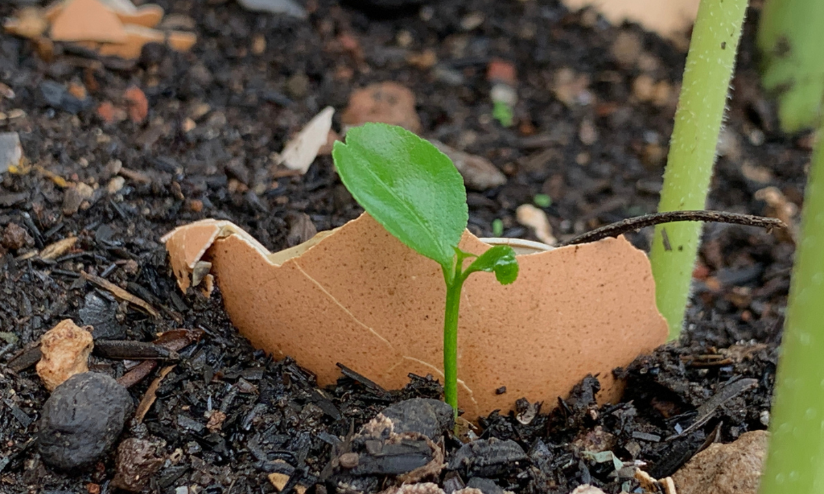 Oto prawda o wykorzystaniu skorupek jaj w ogrodzie. jeżeli tak ich używałeś, traciłeś czas