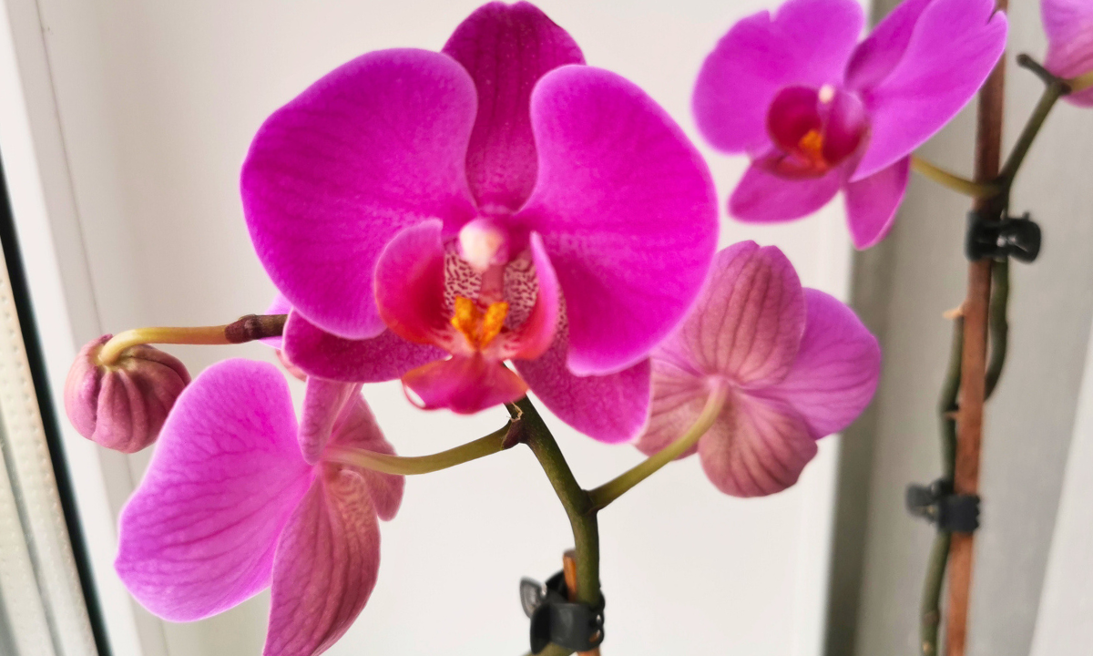 Biorę plaster i ratuję storczyki. gwałtownie stają się królami parapetów