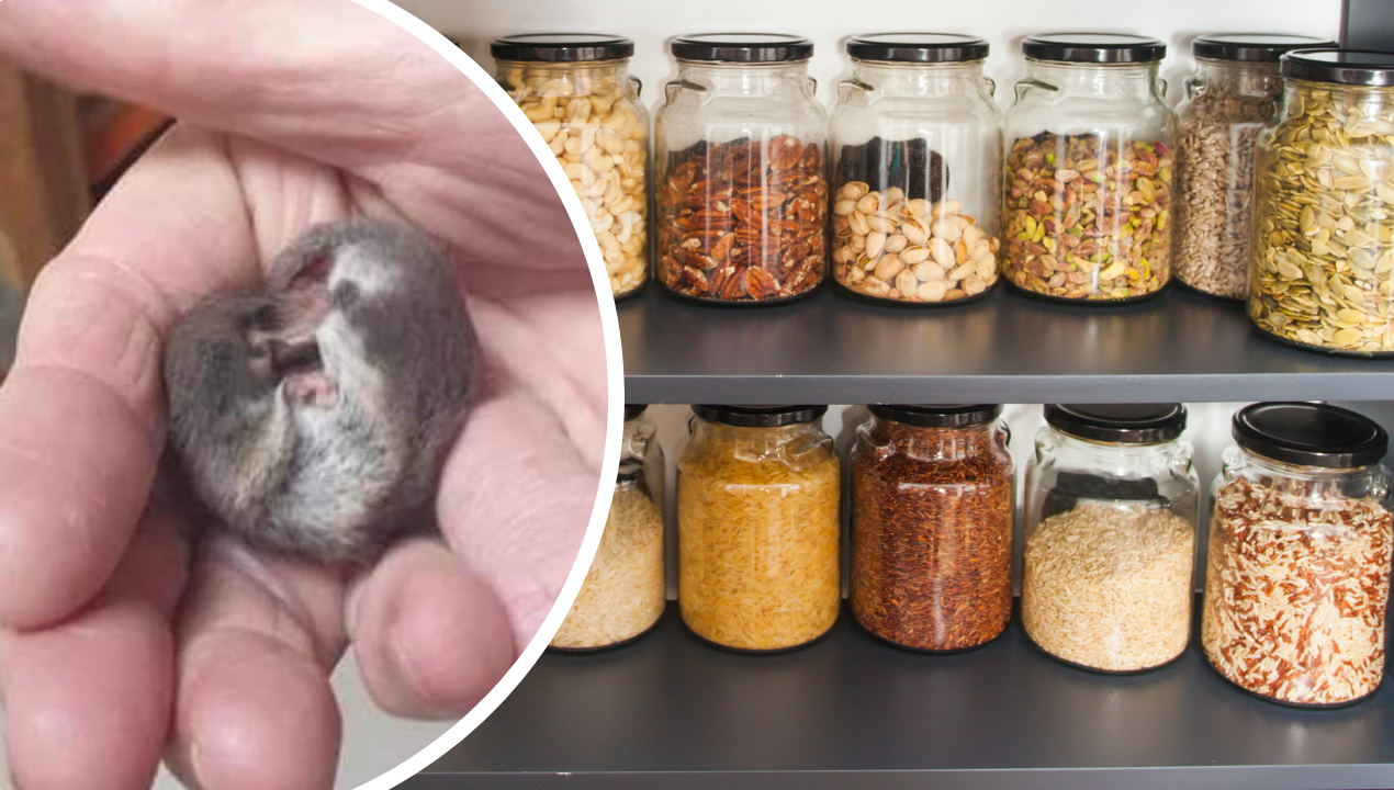 Znalazła w spiżarni ruszającą się „pleśń”. Spakowała ją w skarpetkę i zaniosła ekspertce