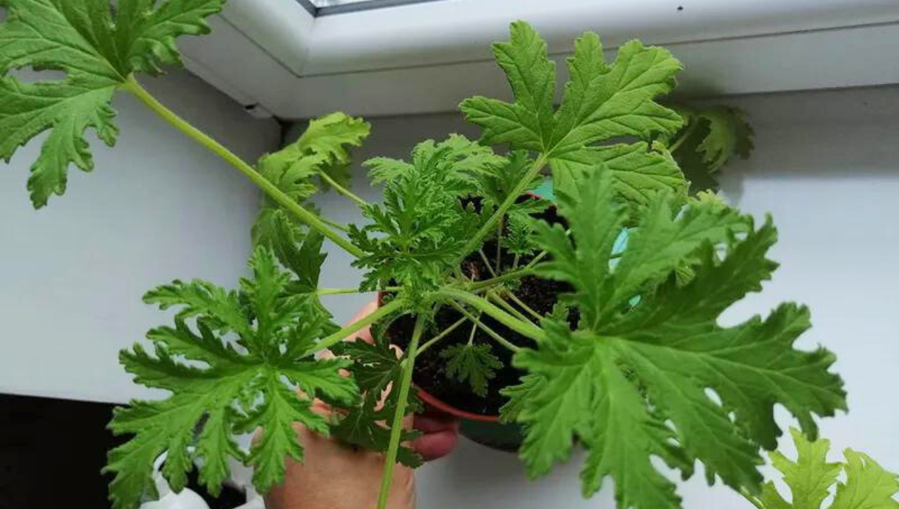 Anginka gwałtownie rośnie, ale bujnie się rozkrzewi i będzie piękna, jeżeli zrobisz jedną rzecz