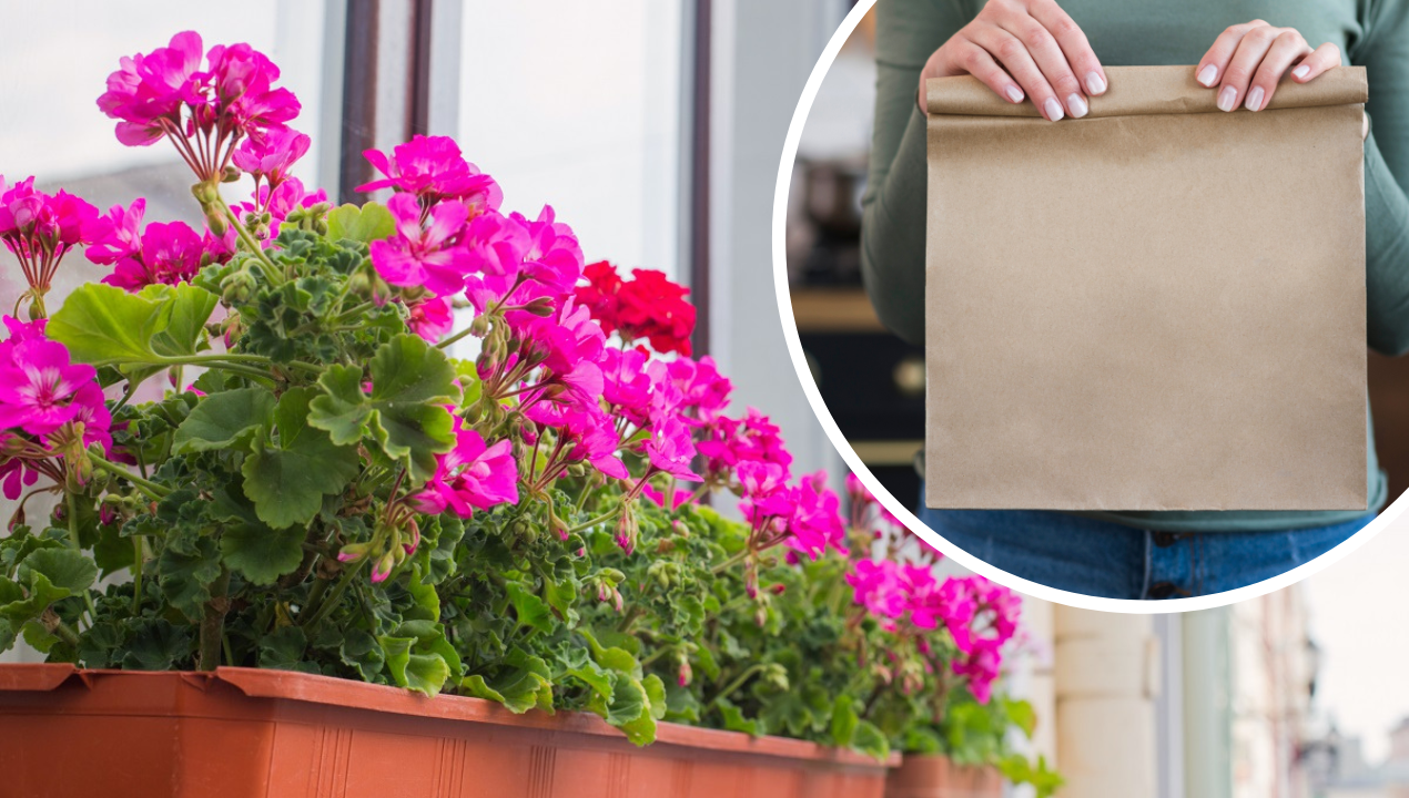 Babcia Gienia kazała mi włożyć pelargonie do torby. Śmiałam się, a teraz co roku tak robię